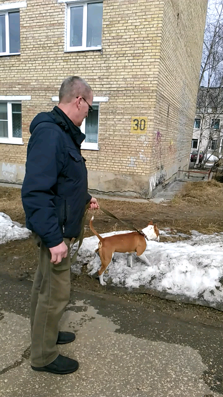 Сосногорка: "Мужчина выгуливал бойцовского пса без намордника рядом с детьми"