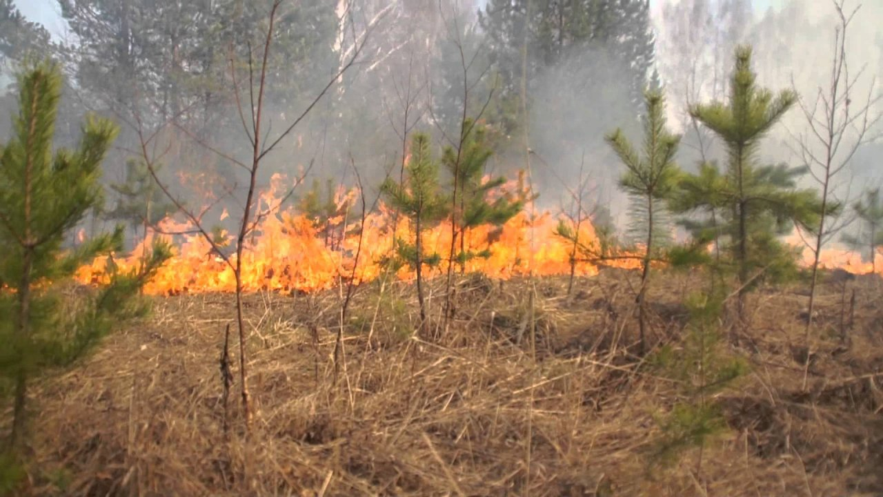 В Коми объявлен пожароопасный сезон