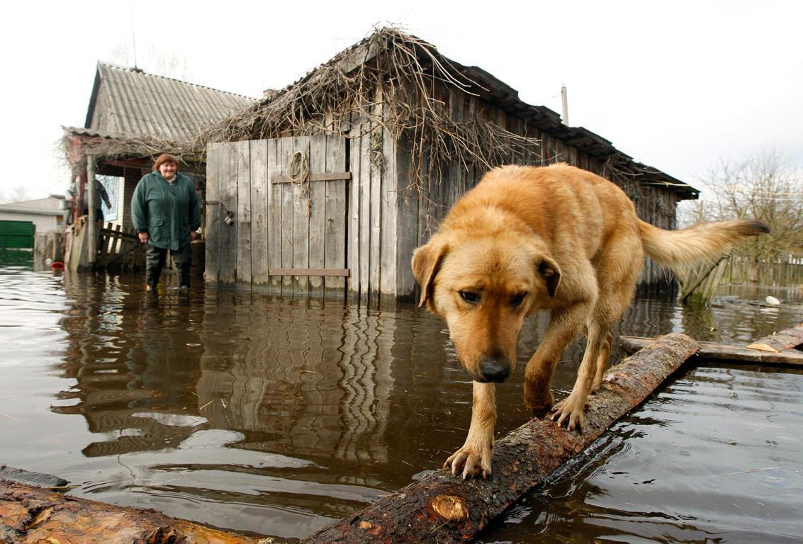 Ухтинцам рассказали, где на время паводка оставить своих собак