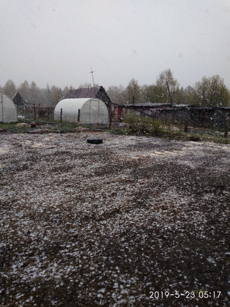 Ухтинцы о снеге 23 мая: "Это плачет весна"