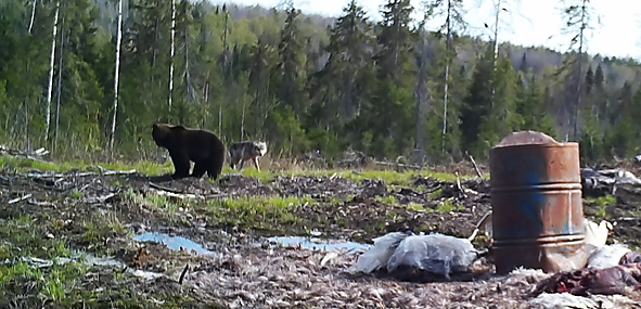 В Коми охотники выманили из леса медведя и убили его