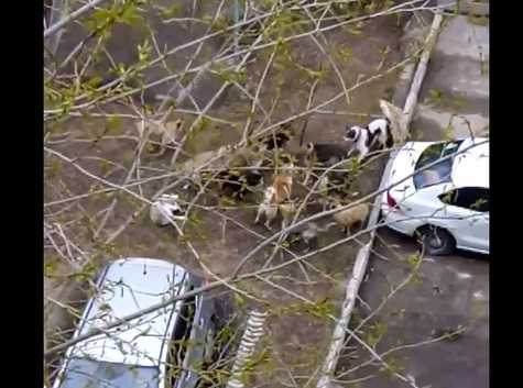 Появилось видео, как свора из 15 собак напала на ухтинца
