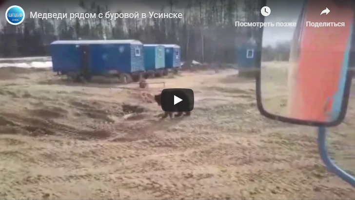 В Коми из леса выбежал медведь и помчался за рабочими (видео)