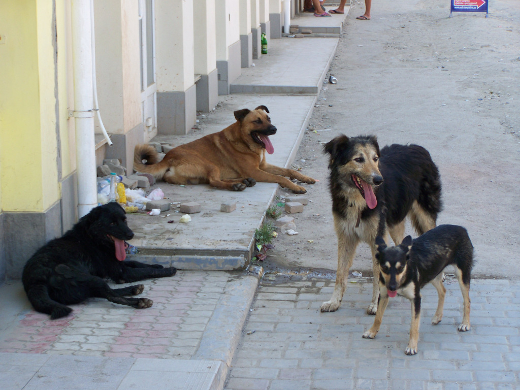 Ухтинцы хотят сопровождать отловленных кировчанами собак в Киров