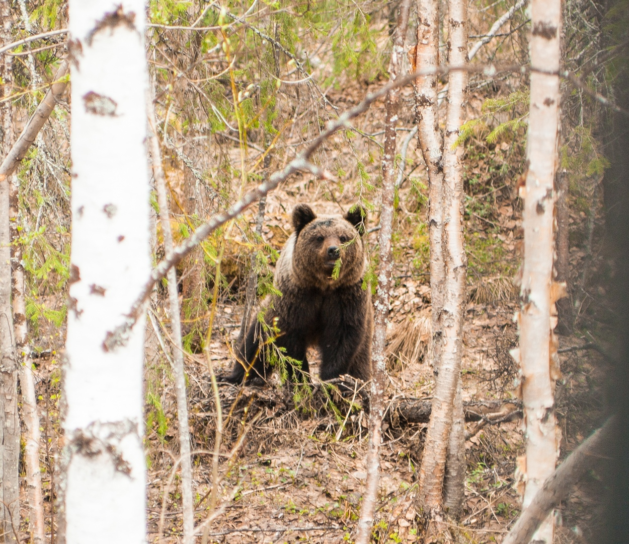 В Коми медведь искал себе невесту в Печорском районе