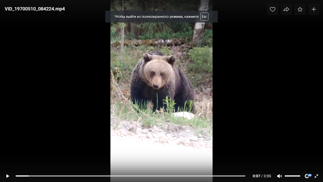 Ухтинец встретил медведицу с медвежатами на дороге Ухта - Войвож