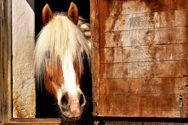 Сосногорец украл лошадь, которая гуляла без хозяина
