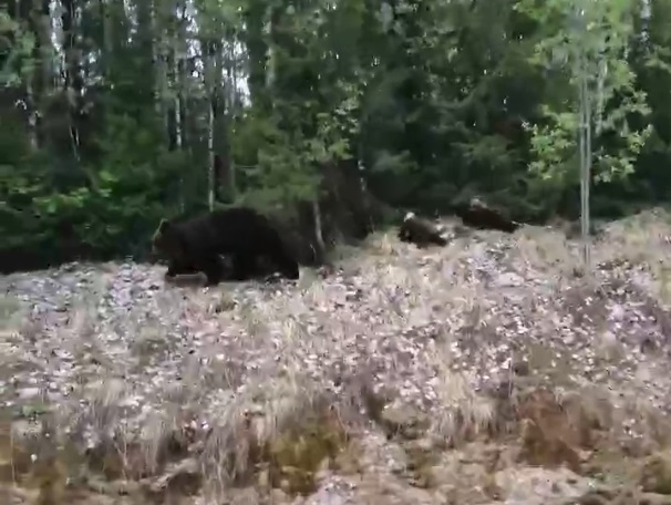 По трассе Сыктывкар - Ухта разгуливает медведица с медвежатами