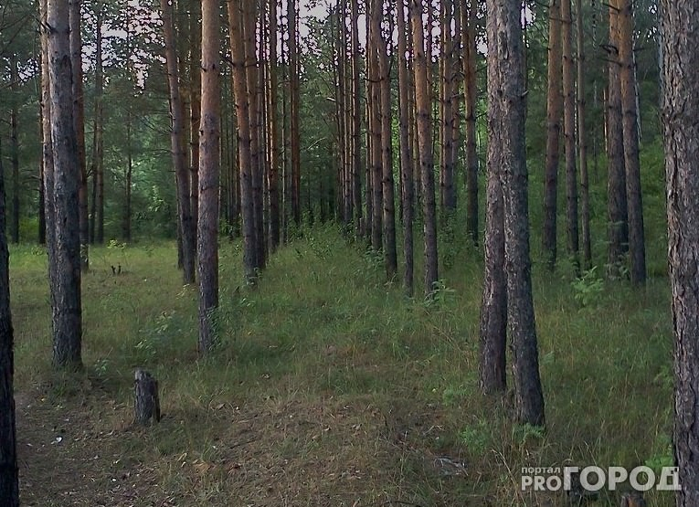 В Коми в лесу пропал 54-летний мужчина