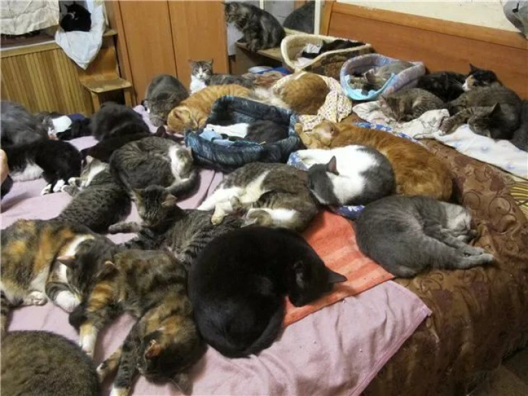 В России ограничат количество собак и кошек в одной квартире