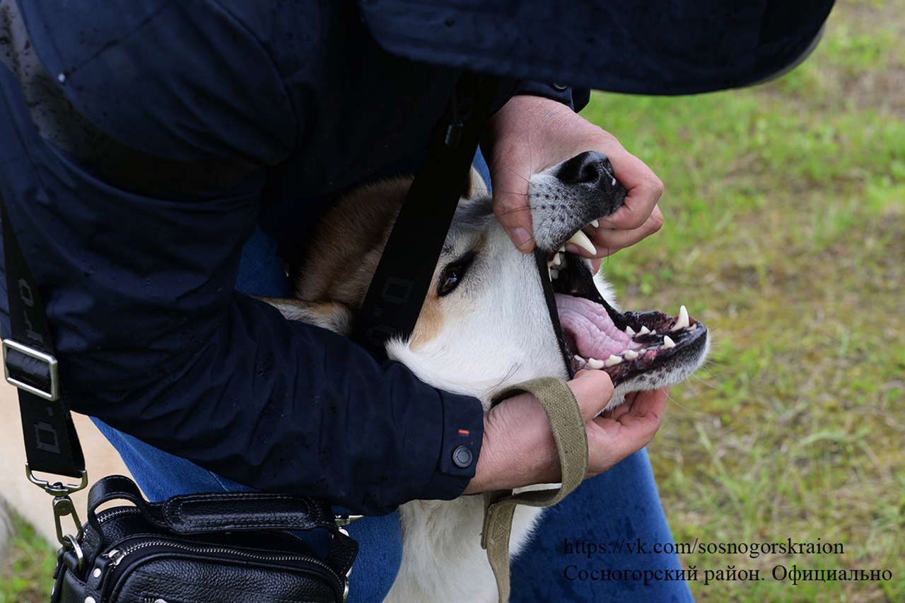 День России: на выставке собак в Сосногорске охотники показали своих лаек