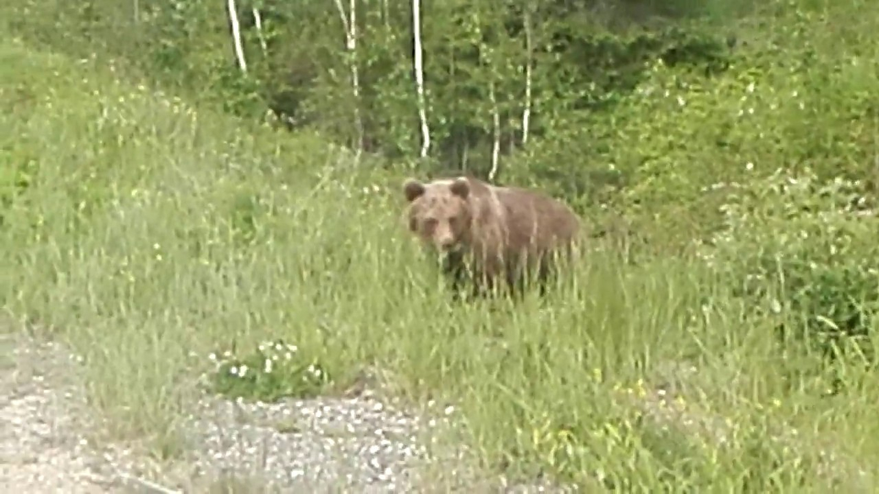 На дороге между Ухтой и Сосногорском гуляли два медвежонка