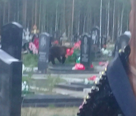 В Ухте по Успенскому кладбищу ходил медведь