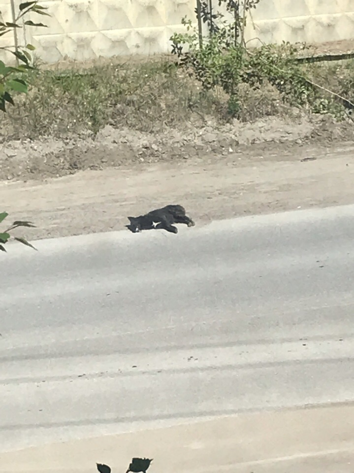 На подъезде к Подгорному вторые сутки лежит мертвая собака