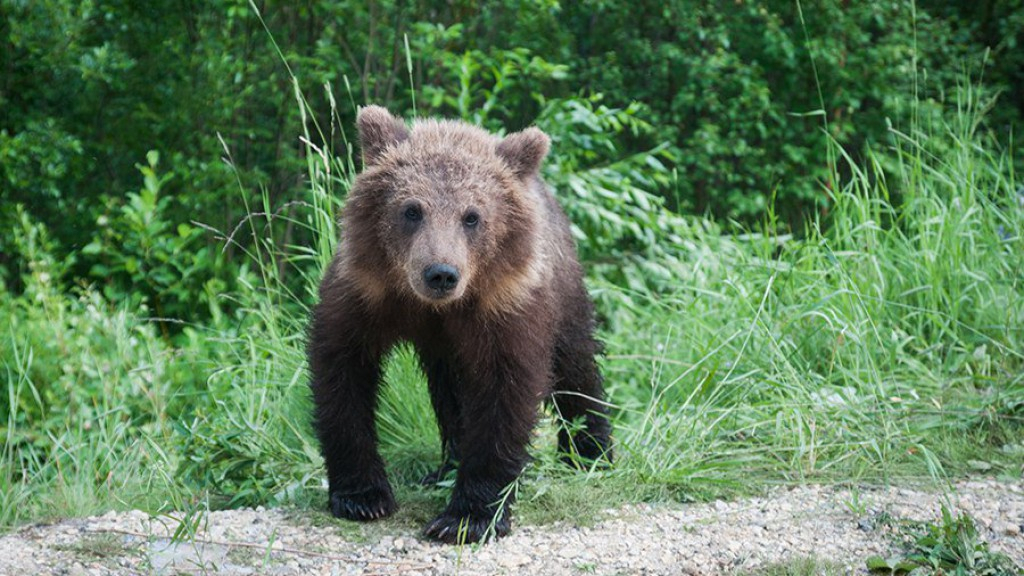 Стало известно, сколько медведей отстрелят в Ухте