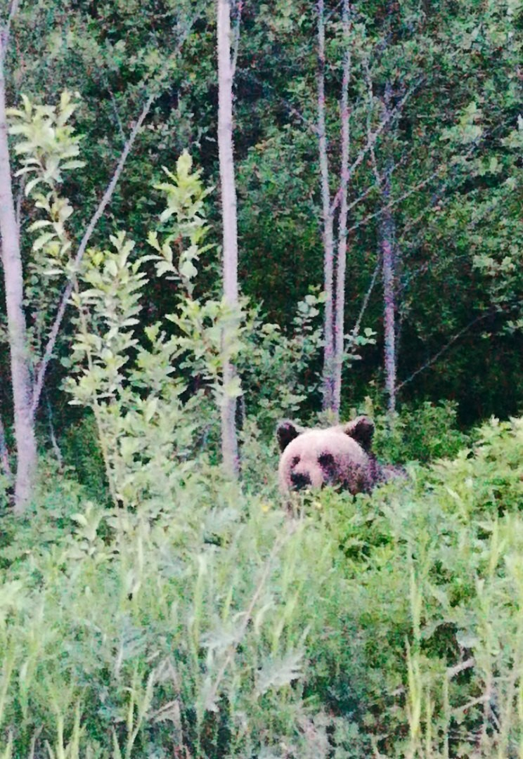 На дороге Троицко-Печорск - Ухта горожане попали на ужин к медведям