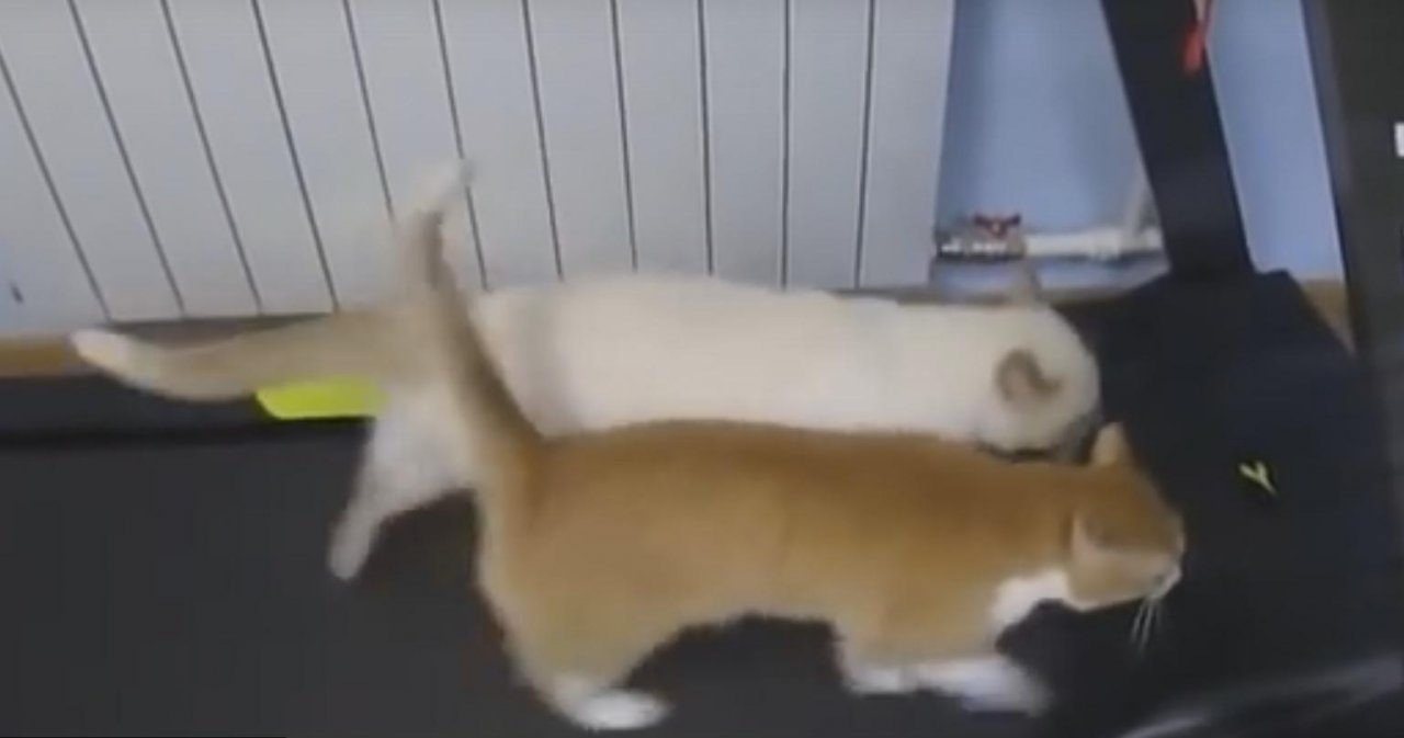 Два кота из Коми попали на Первый канал (видео)