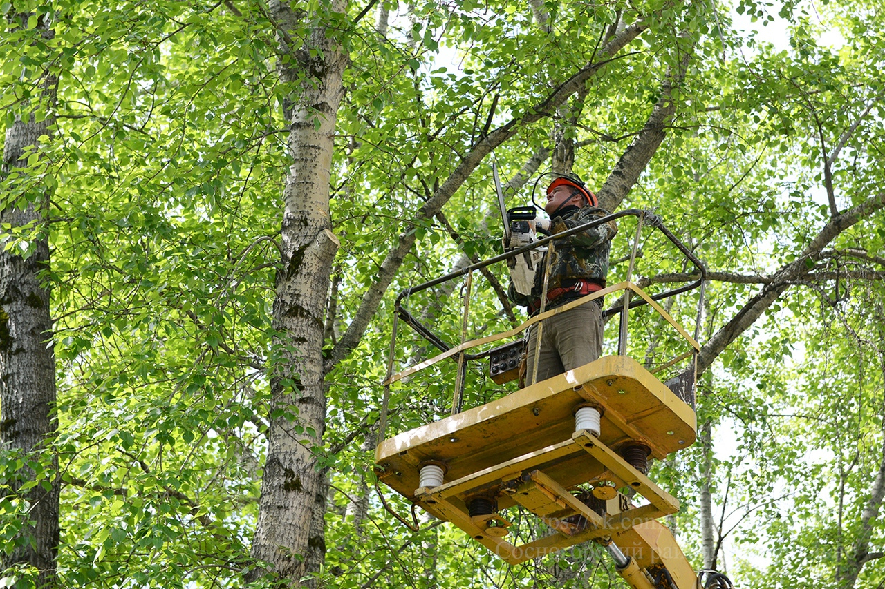 В Сосногорске около школ и детских садов спиливают опасные деревья