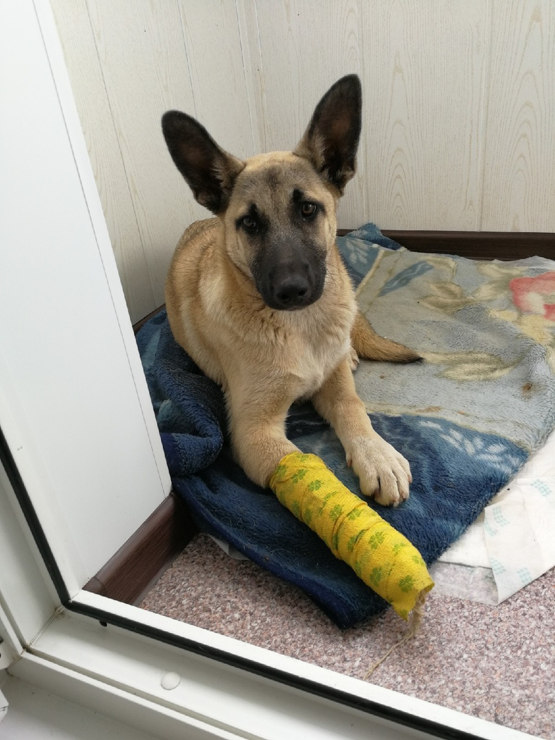 Собаке Альме со сломанной лапкой и отеком легких нужна передержка в Ухте