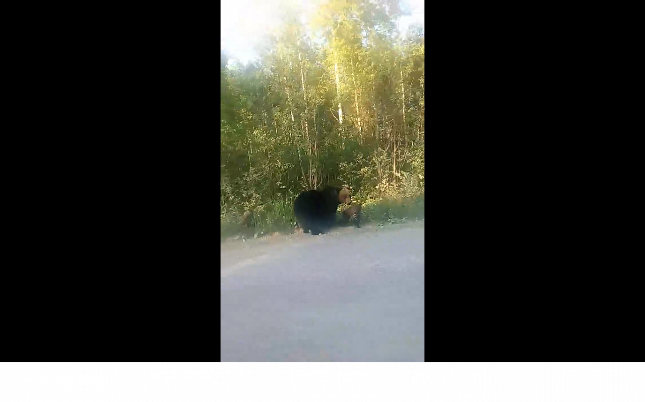 Медведица с медвежонком вышла на дорогу под Ухтой