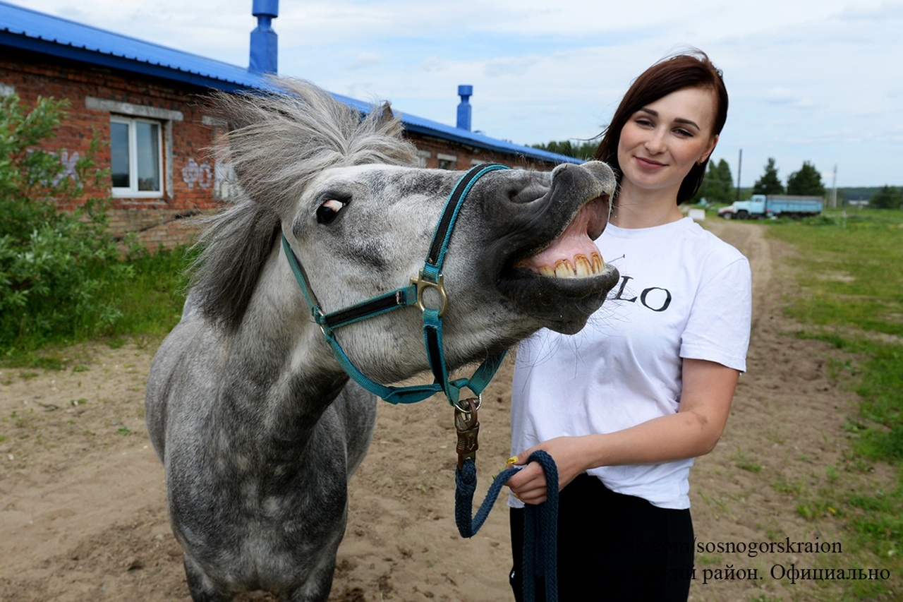 Фоторепортаж с акции "Вкусняшка для коняшки" в Сосногорске