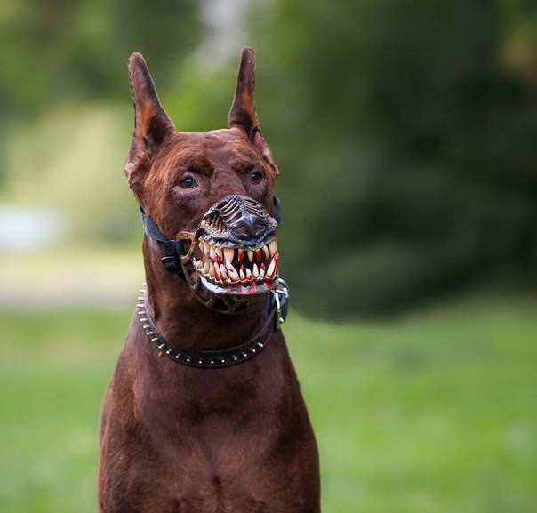 Кинолог рассказала, опасны ли собаки, пробовавшие человечину на УРМЗ
