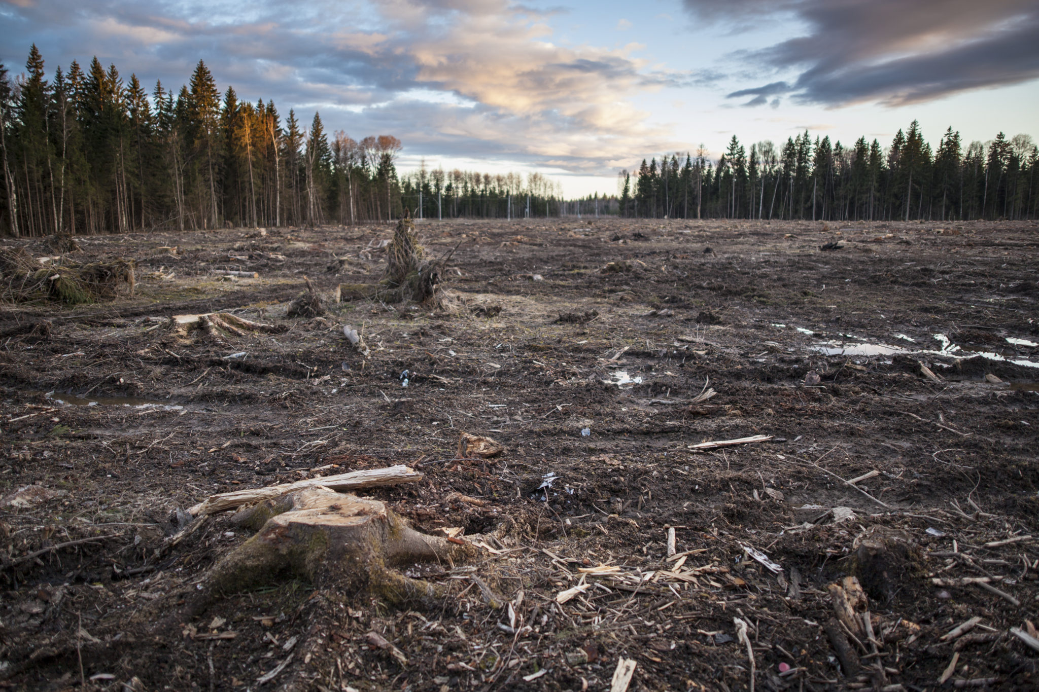 Через 4 года в Коми будут полностью восстанавливать вырубаемый лес