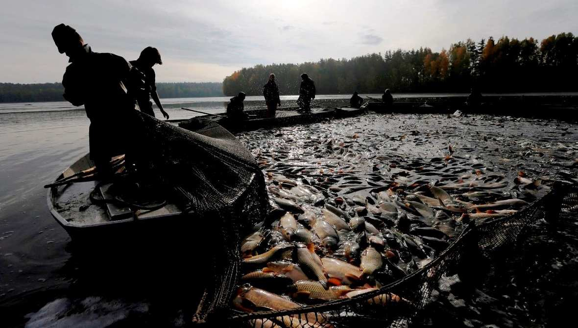 Пермяк украл у военных из Коми рыбы на 364 тысячи рублей