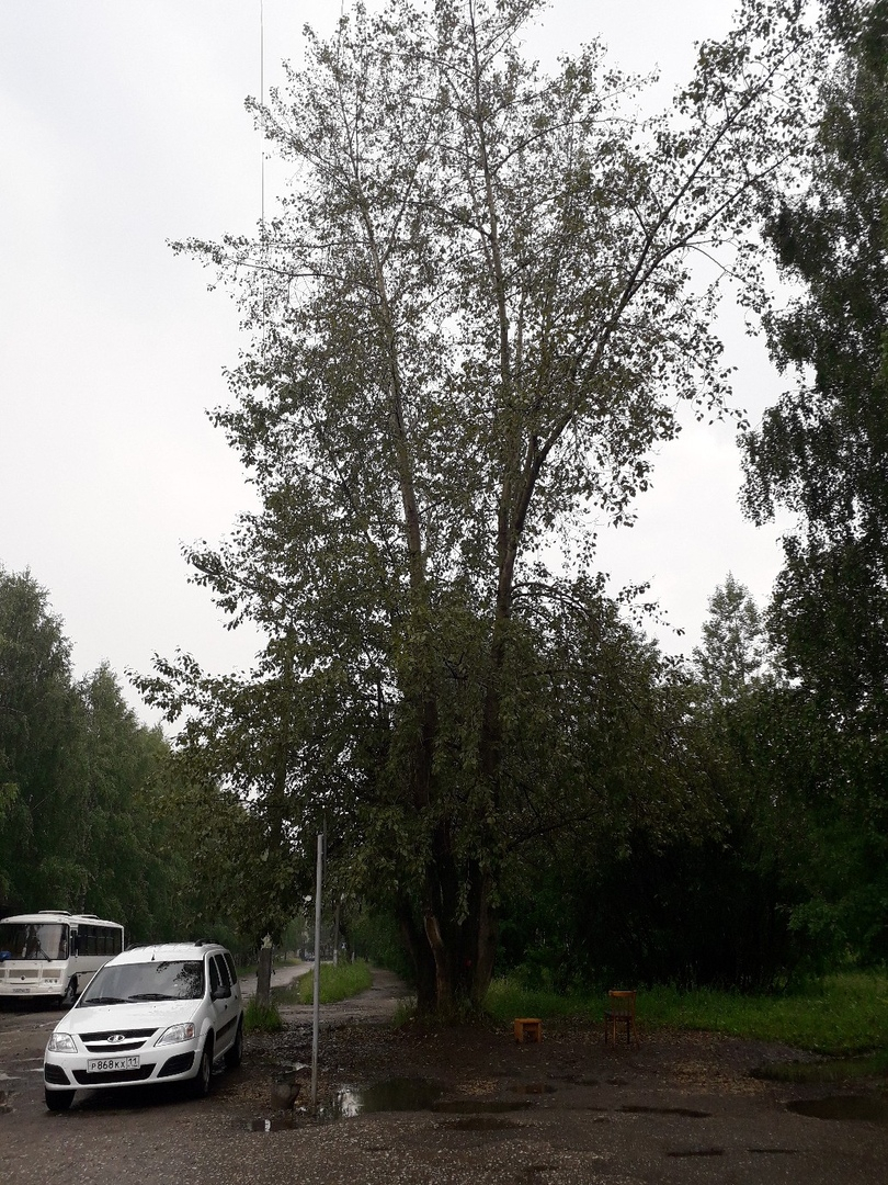 Сосногорцы о гнилом дереве у стоянки такси: "Пришибет кого-нибудь"
