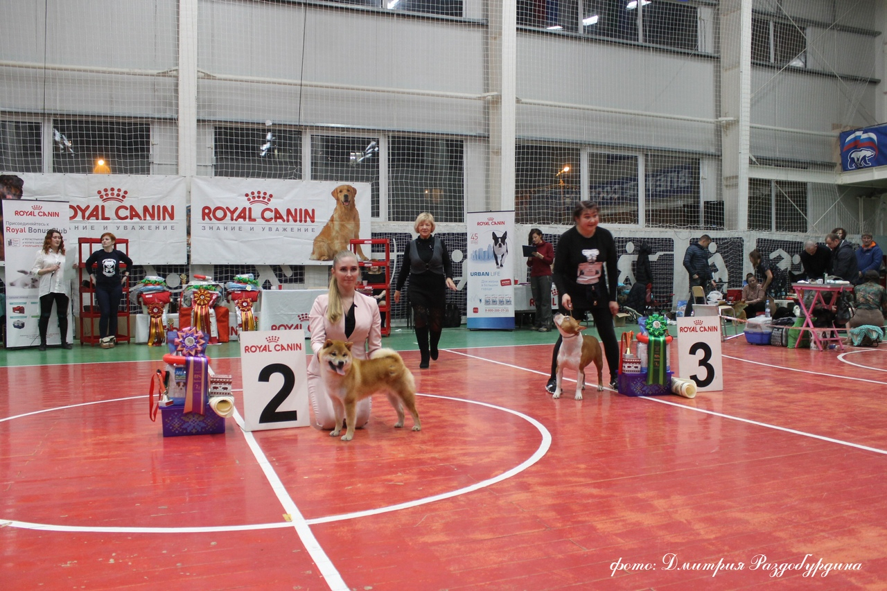 Выставку собак перенесли из Ухты в Сосногорск