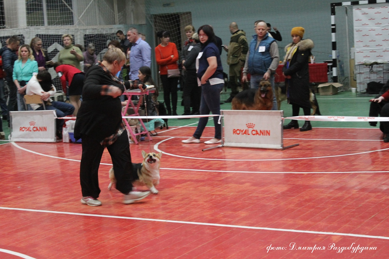 Появилось расписание выставки собак, которую перенесли в Сосногорск