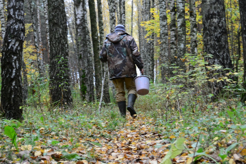 В лесу в Сосногорске в поисках выхода провел ночь 71-летний грибник