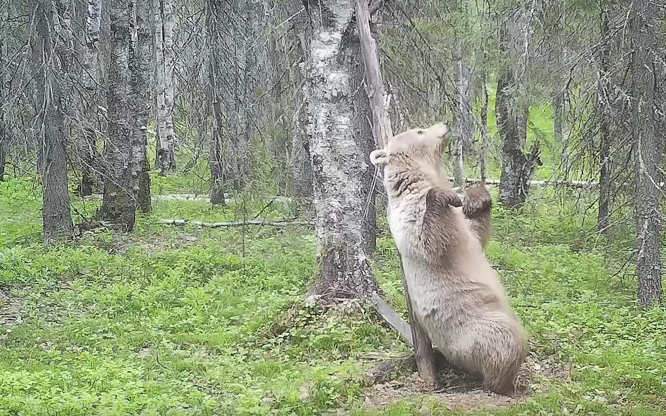 В заповеднике Коми фотоловушка поймала танцующую медведицу