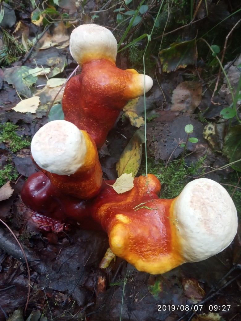 Ухтинцы нашли грибы, занесенные в Красную книгу
