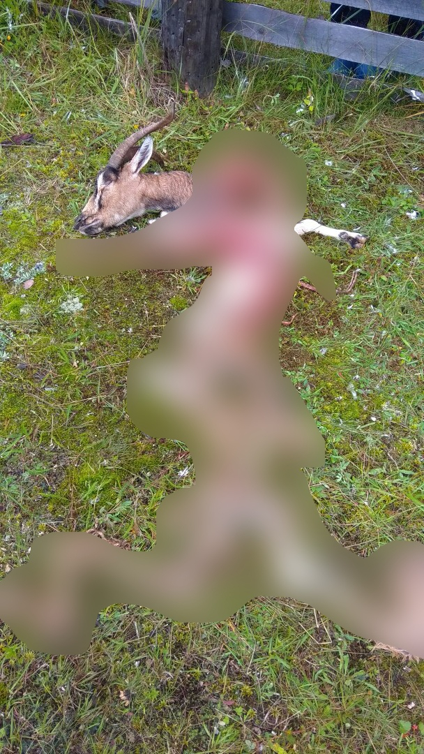 В одном из поселков Коми хищник разорвал на куски козу (фото)