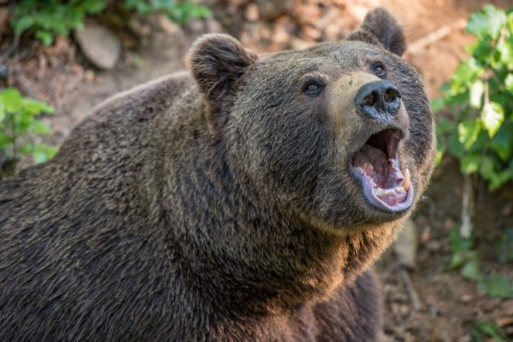 Медведи уже два дня подряд не дают покоя жителям Коми (видео)