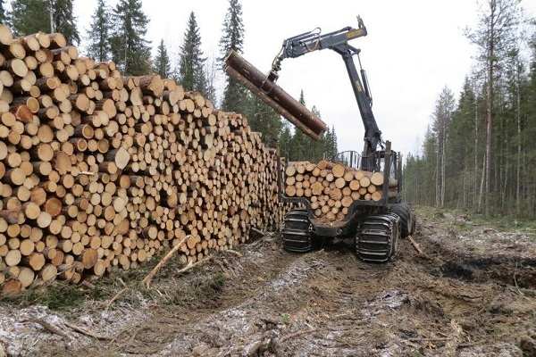 Из Коми 63% экспортного леса уходит в Китай