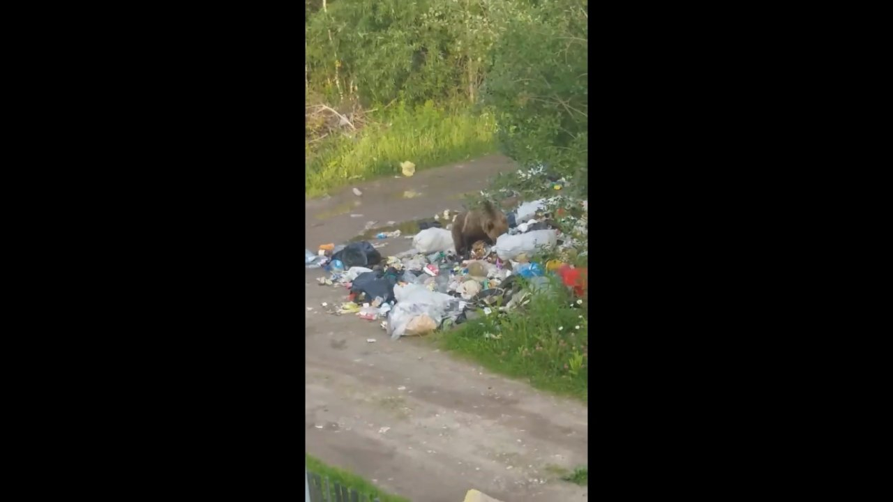 Под Ухтой медведь подошел к домам дачников почти вплотную (видео)