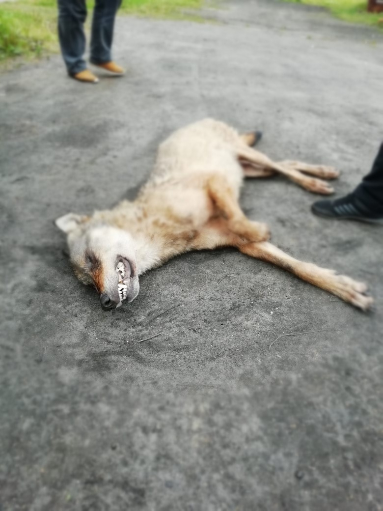 В поселке Коми, где растерзали девочку, убили волчицу