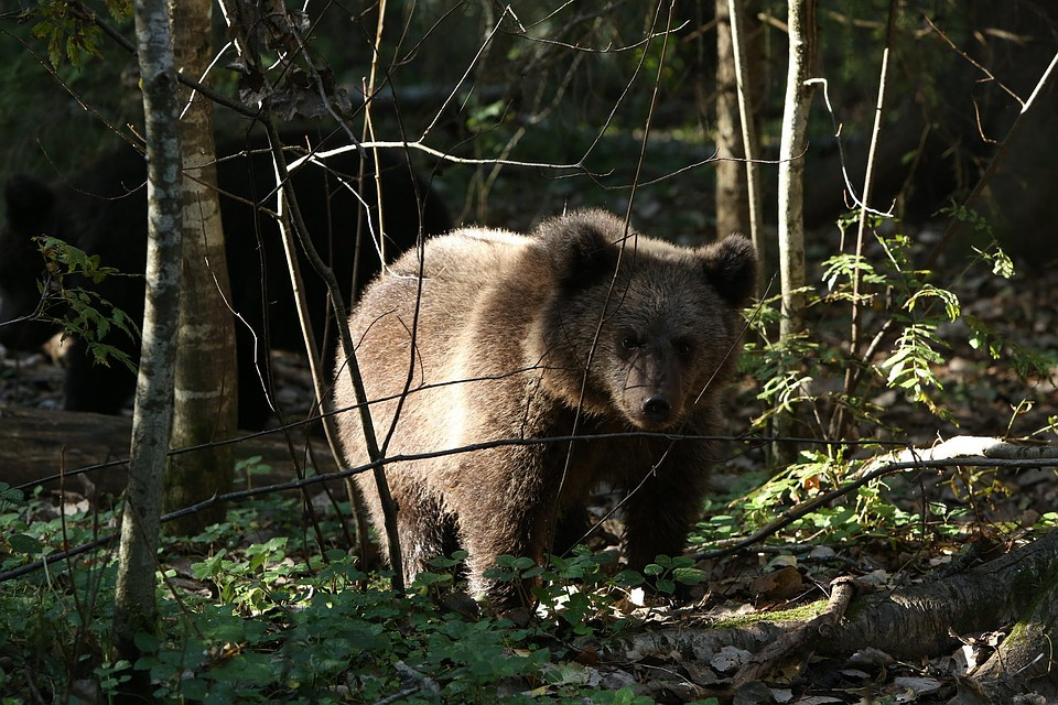 В лес в Коми депортируют медведя-нелегала Прошу из Эстонии