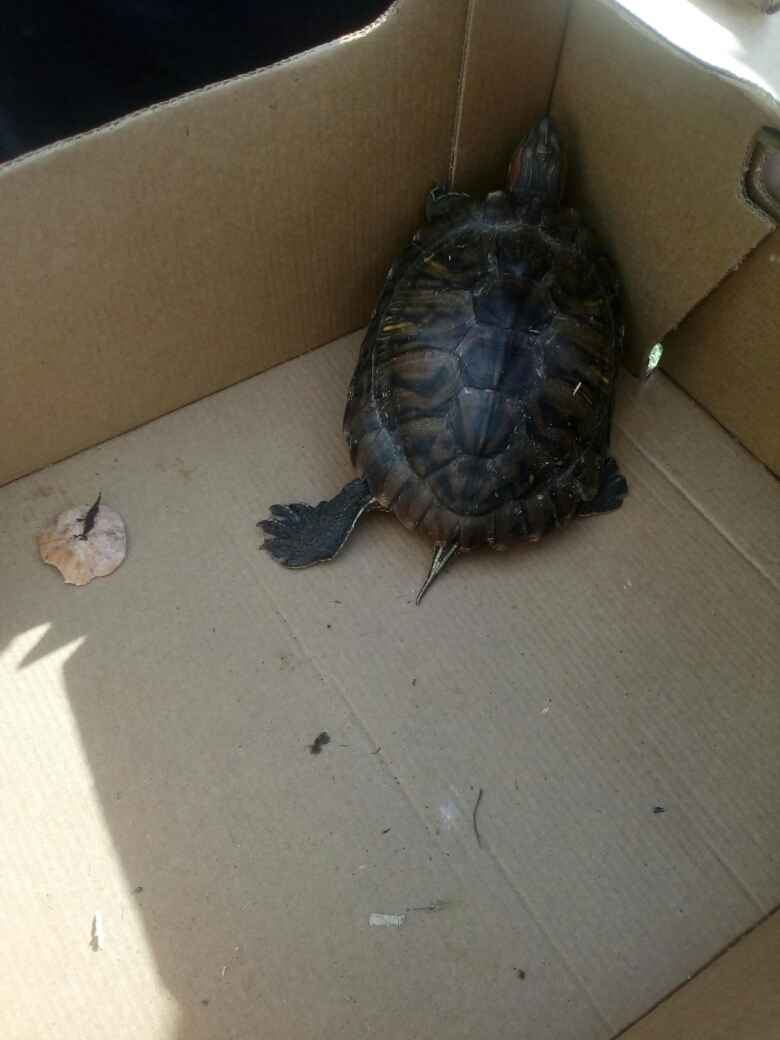 В Коми на дороге нашли красноухую черепаху