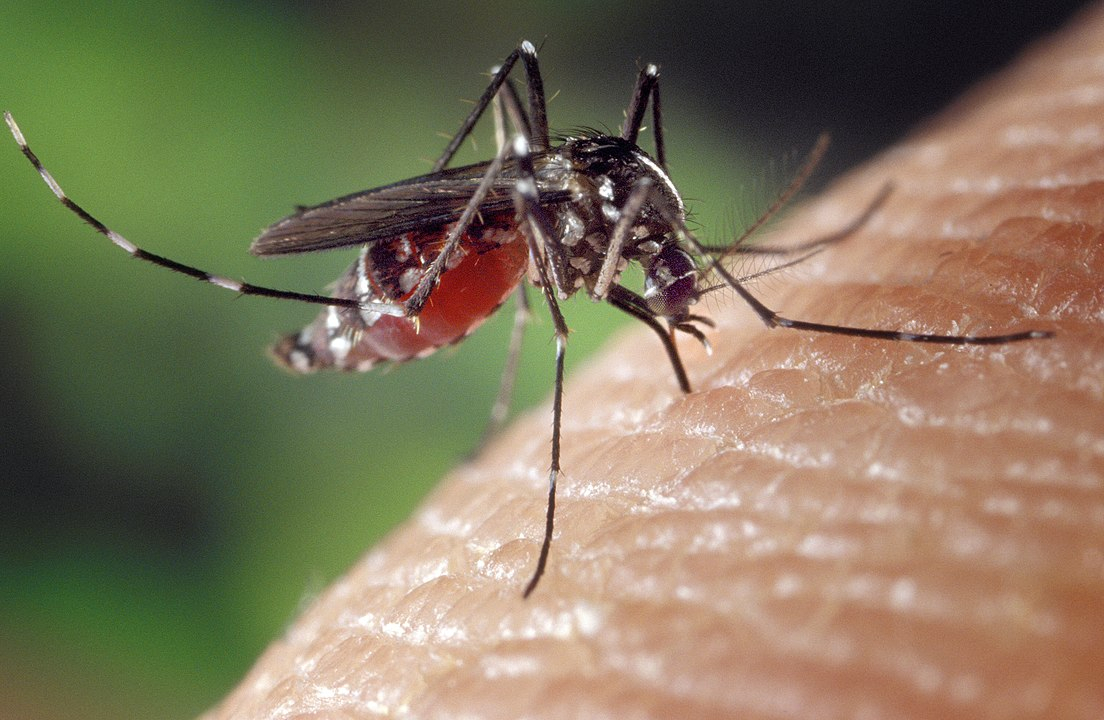 В России появились комары-переносчики смертельных заболеваний
