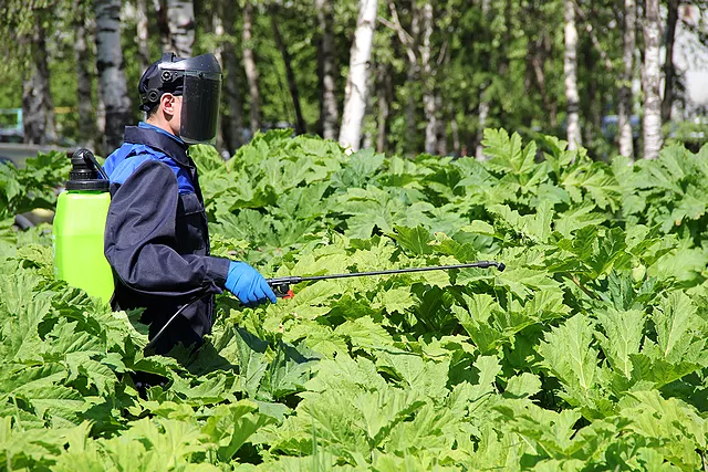 Фото к статье: Российские ученые придумали, как применять борщевик в промышленности