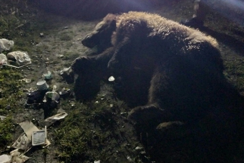 В Коми впервые в году отстрелили медведя, который вышел к людям