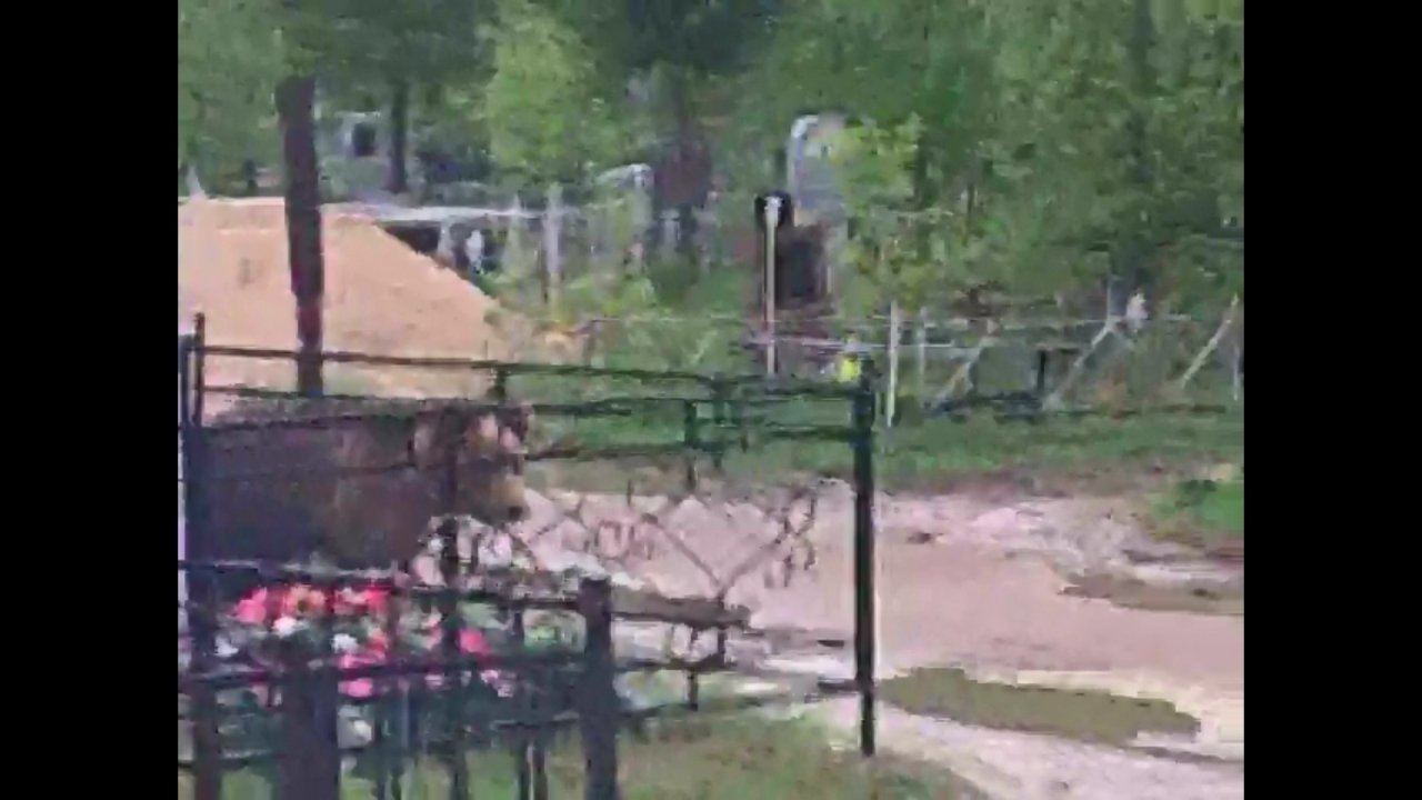 На кладбище под Ухтой бродит медведь (видео)