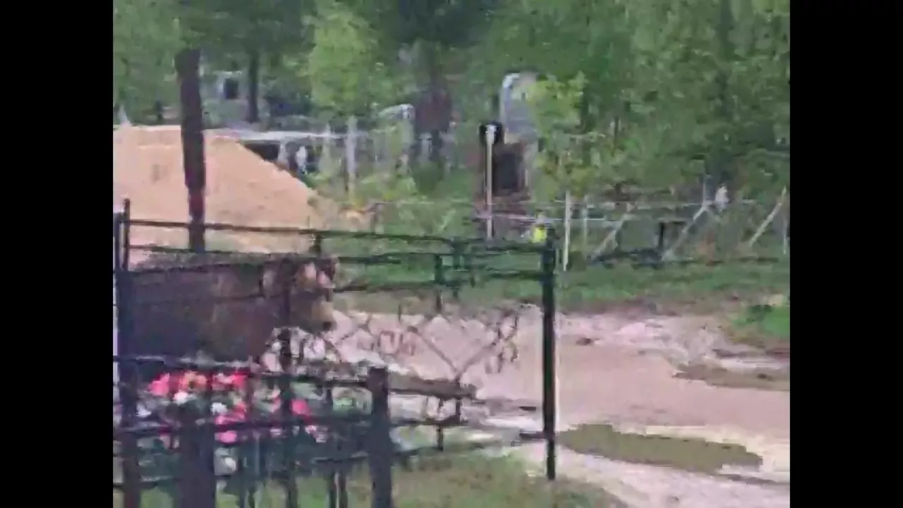 Фото к статье: На кладбище под Ухтой бродит медведь (видео)