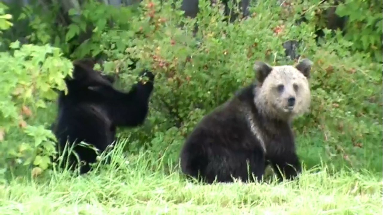 Медведи не боятся людей и выходят к дачам под Ухтой в поисках еды (видео)