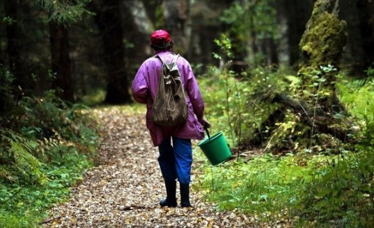 В Коми ищут пропавшую в лесу 61-летнюю пенсионерку