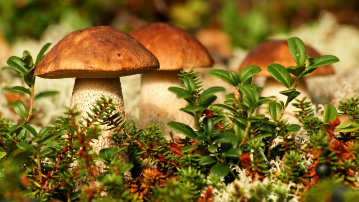Биолог из Коми рассказала, каким будет урожай грибов в лесах республики осенью