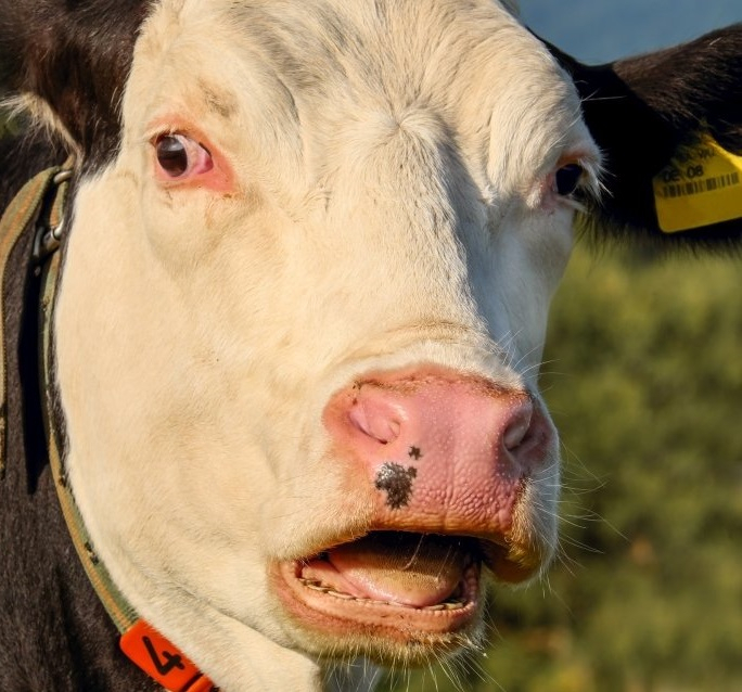 Каким районам Коми может не хватить молока и мяса от местных фермеров